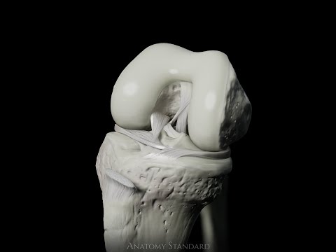 Visualization of the Knee biomechanics