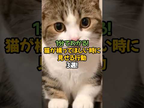 【可愛すぎる!】猫が構ってほしい時に見せる行動3選!🐾1分で解説!
