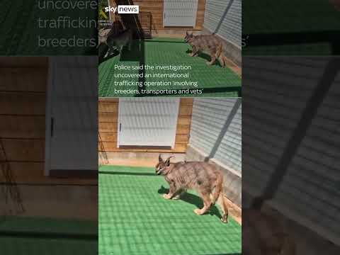Police uncover exotic cats trafficking ring