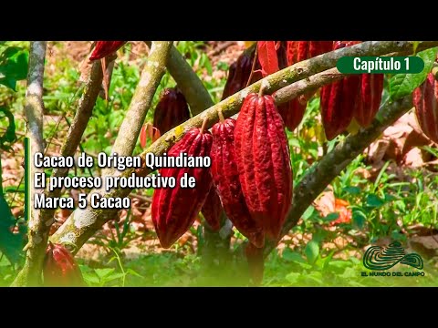 Cacao de Origen Quindiano El proceso productivo de Marca 5 Cacao 1
