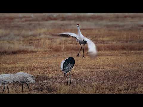 Sandhill Crane Migration