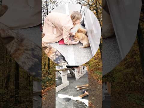 When a Dog helps girl find puppies under her car.