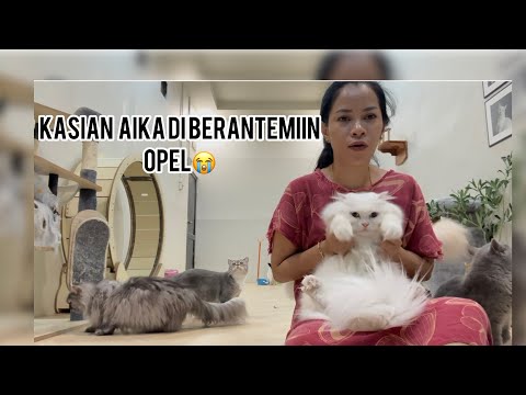 Beberes catroom tengah malam