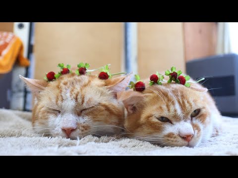 猫の動画サムネイル - 蛇苺　のせ猫　250712