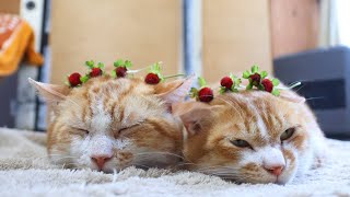 動画サムネイル