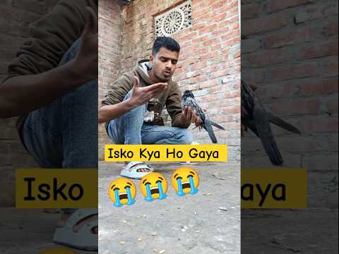 ये मेरे कबूतर को क्या हो गया😱 #minivlog