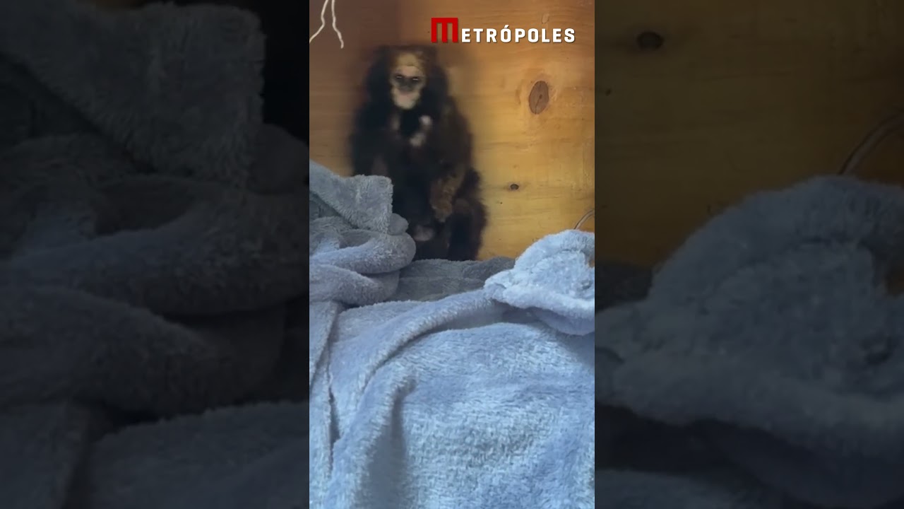 Zoo recebe casal de saguis de serra escuro