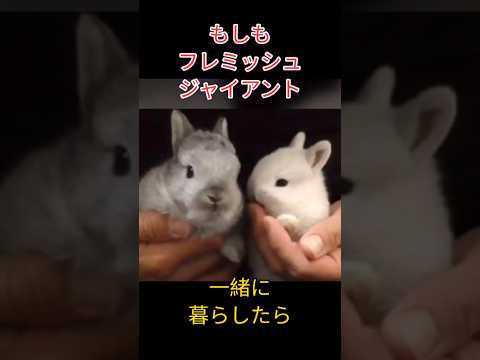もしもフレミッシュジャイアントをお迎えしたら? #うさぎ #rabbit #bunny