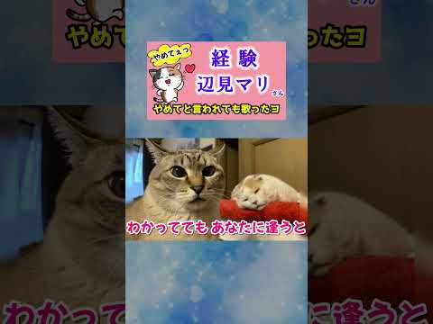 経験(辺見マリ)  cover  #shorts 切抜 　歌ってみた　セクシー画像に注意 猫歌　歌詞付