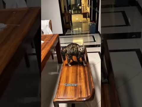 Cat Walk Level 999! 😂 Who Taught This?!