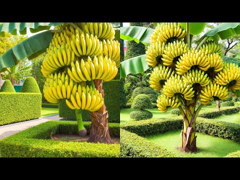 Grow banana tree from banana || banana tree from banana very unique way🍌🍌🍌