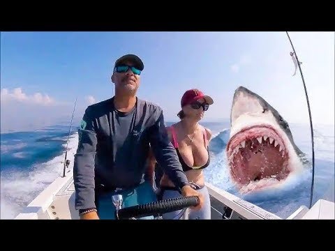 Такого Никто Не Ожидал! Случаи С Животными 1 на Миллион Снятые на Камеру