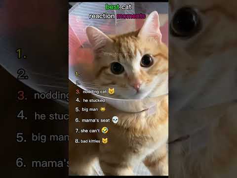 Ranking the best cat reaction moments 😺
