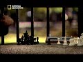 Understanding the Genius of Susan Polgar