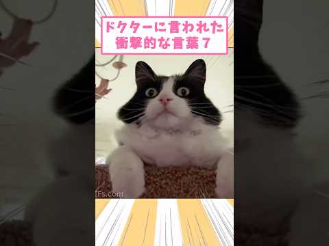 ドクターに言われた衝撃的な言葉7 #猫　#猫のいる暮らし　#猫動画　#ねこ　#可愛い　#ペット　#かわいい　#2ch