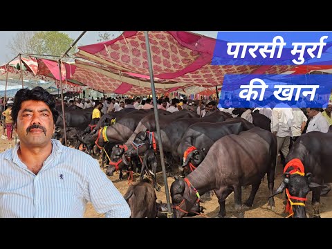 पारसी पशु पेट के अंदर आई  दूधवाली अच्छी भैंस  दिन बुधवार मेरठ नेशनल करनाल हाईवे 11/6/2025 #youtube