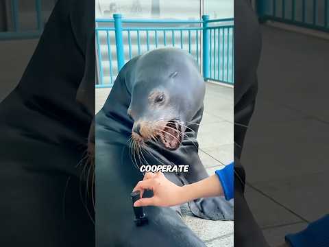 XL Sea Lions Demand Fish for Their Work!#animals #pets #funny #science #sealion