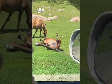I spotted a horse sunbathing like this 🤣 (🎥: ViralHog)