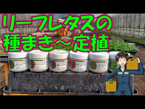 【リーフレタスの栽培】播種器買ったので、今年はいっぱい作るぞ～！