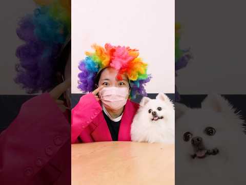 The dog becomes a magic master!#nico #smartnico #funny #dog #puppy