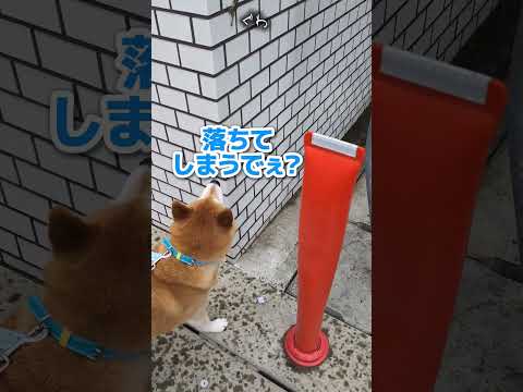 カエル注意🐸 アマガエルをナンパする柴犬 #柴犬スティーブ