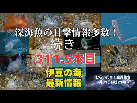311.5本目【深海魚特集！】311本目の続き→ここで詳しく今週見られた深海魚を紹介します。大瀬崎のいろんな色や模様のツノザヤウミウシたちも面白いです！ むらいだョ！全員集合