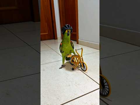 Is this real? Yes or No? #birds #parrot #cycling #cycle #bike #papagaio #animals #pets #bicicleta