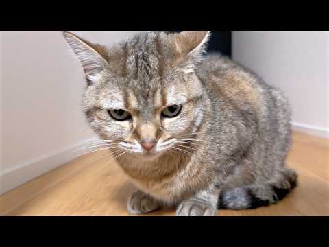 病気になったら猫に毎晩監視されるようになった…！