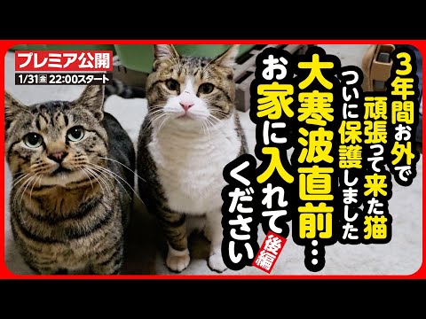 【外猫 保護】待たせてごめんね…過酷なお外で生き抜いてきた2匹の猫を保護しました【後編】