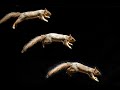 Squirrel Movement Research Techniques