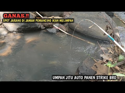 𝙂𝘼𝘾𝙊𝙍 𝘽𝙍𝙊.!! PEMANCING AUTO BETAH KALAU NEMU SPOT SEPERTI INI || PIKIRAN STRES AUTO HILANG SEKETIKA