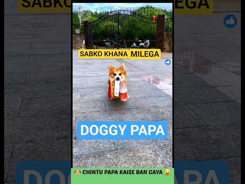 चिंटू को सब ने पापा बना दिया 💗 Cute Dog's Funny Reactions 😁 #funnydog #dog #puppies