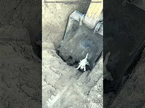공사장 위기 탈출: 굴착기 버킷에 갇힌 강아지 #worker #process #rescue #dog #worksite
