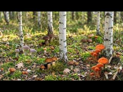 Масовий збір Грибів РОЗПОЧАТО! Такої кількості знайдених грибів не очікував ніхто! Білі Гриби 2026