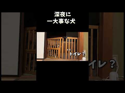 深夜に一大事な柴犬