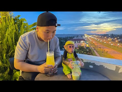 Stylish Cubis Monkey Joins Dad for Coffee!