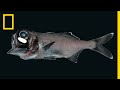 Bioluminescent Fish and Their Unique Behaviors
