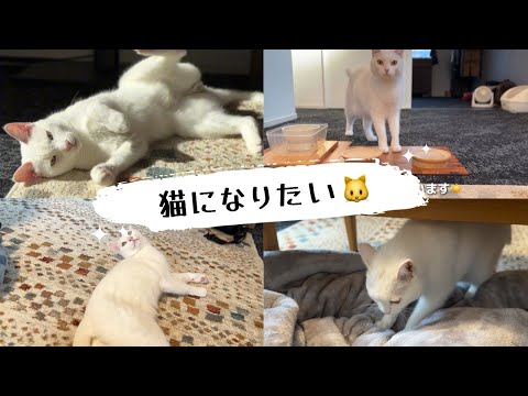 猫になりたい🐱【白猫兄妹】