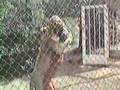 Christian the Lion- HUG!