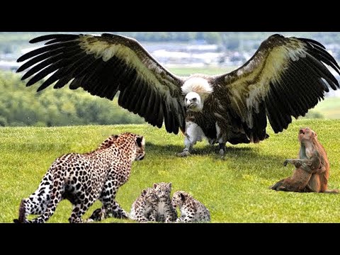 Battle On Cliff! Mother Leopard Angry When Fierce Eagle Steals Her Chicks And What Happens Next？