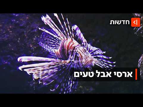 רד אלינו זהרון: מסע הדיג של טורף העל שהגיע לחופי ישראל