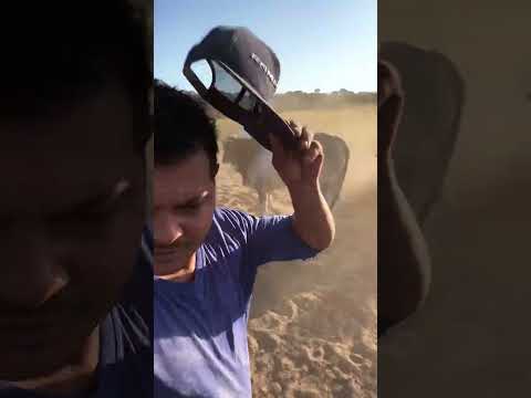 🚜🇧🇷🌱 Porque o nelore é problema fica vendo 🚜🇧🇷🌱