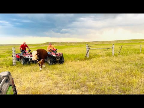 Heifer Bull Drama: Ferg Snuck into the Cow Pasture