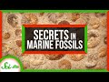 Understanding Ancient Marine Environments