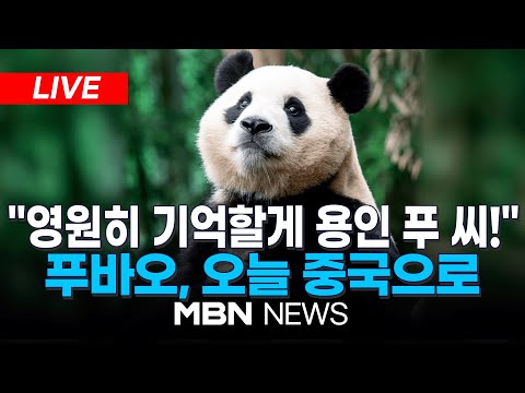 🔴[LIVE] "행복하게 지내"…푸바오, 오늘 전세기 타고 중국 간다 / '판다 할아버지' 강철원 사육사, 모친상 비보에도 동행 24.04.03 | MBN NEWS