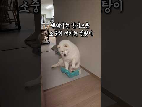 냄새나는 반깁스를 소중히 여기는 설탕이