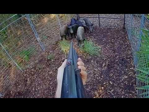 Trapped Big Pack of Wild Hogs! More Hogs Than I know What to do With!