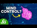 Microbiome and Brain Interaction Concepts