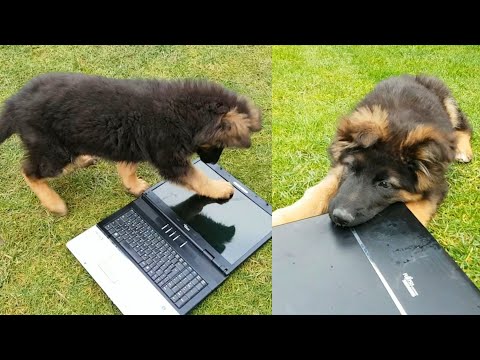 Puppy vs Laptop Part.1  - The Diary Evo the German Shepherd Dog Day 73