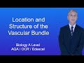 Plant Vascular System Functions